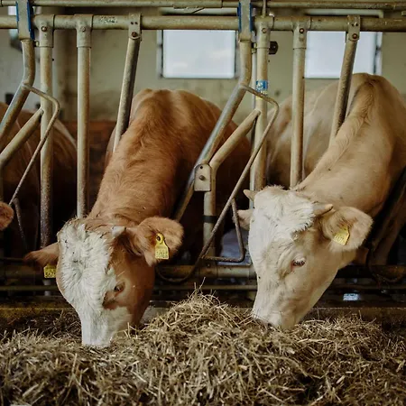 Hinterweiding Gut Alpehytte Schwarzach im Pongau